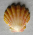 /products/bractechlamys-langfordi-dall-bartsch-rehder-1938-sunrise-shell-musle-vychodu-slunce/